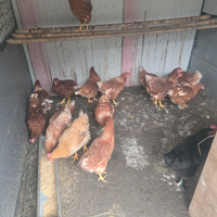 Galline