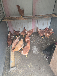 Galline