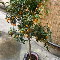 Albero di kumquat - h 170cm