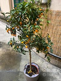 Albero di kumquat - h 170cm