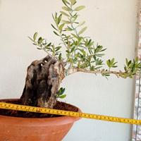Prebonsai ulivo