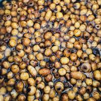 Esca Tigernut carpfishing