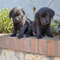 Labrador retriever cuccioli neri