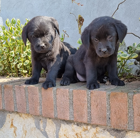 Labrador retriever cuccioli neri