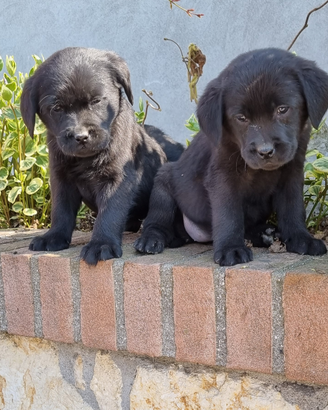 Labrador retriever cuccioli neri
