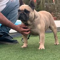 Bulldog francese pedigree enci