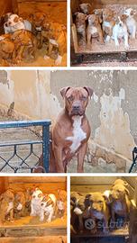 Pitbull UKC Red Nose