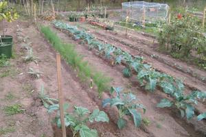 Orti alle falde del Vesuvio