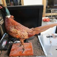 trofeo Fagiano anni 80 da collezione