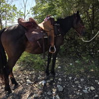 Cavallo maremmano