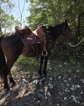 Cavallo maremmano
