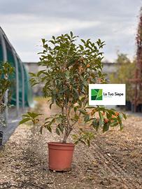 Osmanthus Oleas Frangras colore Arancione