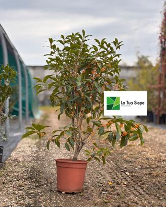 Osmanthus Oleas Frangras colore Arancione