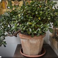 Grande pianta di giada