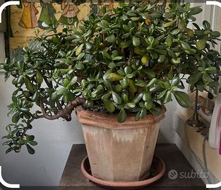 Grande pianta di giada