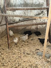 Ovaiole Livornesi e Australorp