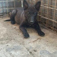 Simil wolfdog