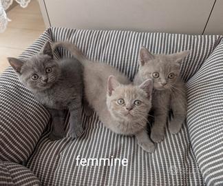 Britich shorthair