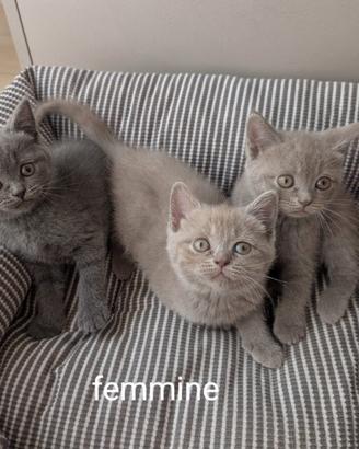 Britich shorthair