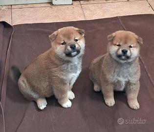 Shiba inu cuccioli