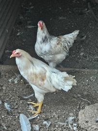 2 galli e una gallinella e anatre mute