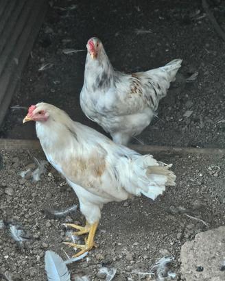 2 galli e una gallinella e anatre mute