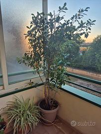 PIANTA BONSAI
