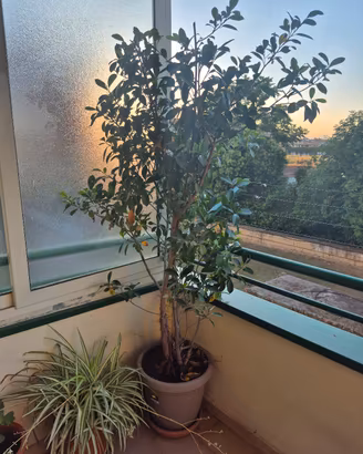 PIANTA BONSAI