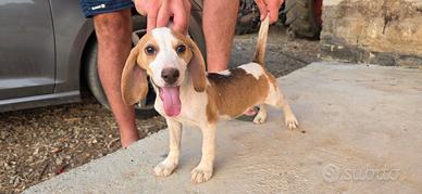 beagle bassotto 