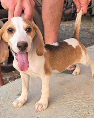 beagle bassotto 