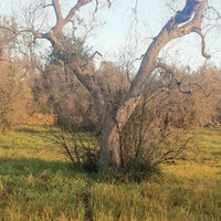 Uliveto colpito da xylella