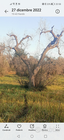 Uliveto colpito da xylella