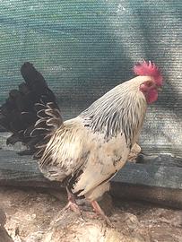 Galli