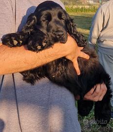 MASCHIETTO NERO Cocker Spaniel Inglese - Pedigree