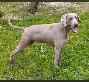 Weimaraner