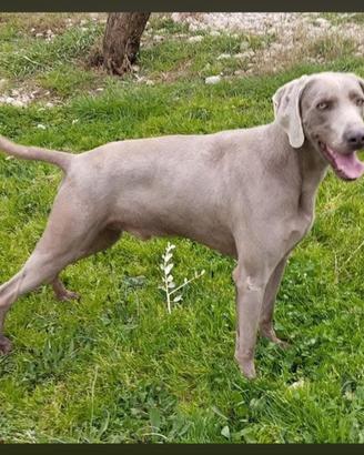 Weimaraner