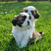 Cuccioli Shih Tzu con pedigree ENCI