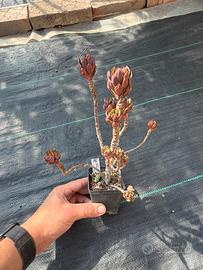 Echeveria alata pianta