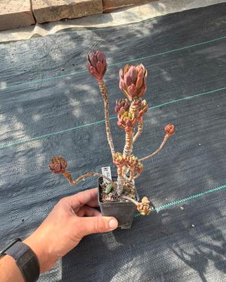 Echeveria alata pianta