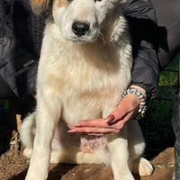 Cucciolotti taglia media in adozione