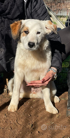 Cucciolotti taglia media in adozione