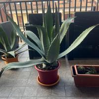 Agave Americana 70cm