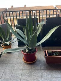 Agave Americana 70cm