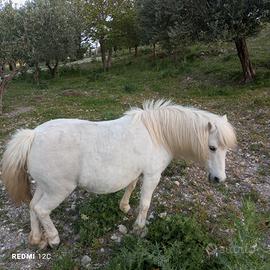 Pony femmina 10 anni e pony maschio 1 anno