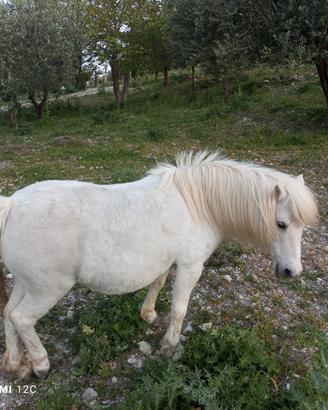 Pony femmina 10 anni e pony maschio 1 anno