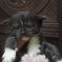 Cuccioli di Maine Coon Pedigree