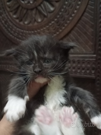 Cuccioli di Maine Coon Pedigree
