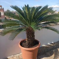 Cycas