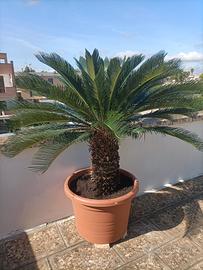 Cycas