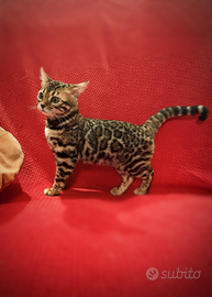 Bengala femmina Brown tabby spotted 3 mesi